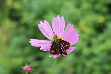 コスモスの花の蜜を吸うイチモンジセセリ