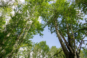Fototapeta premium Green Summer Trees