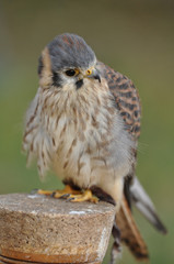 Buntfalke