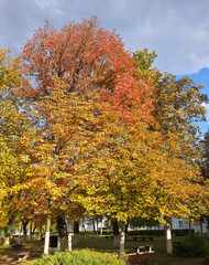 Naklejka premium Golden autumn in the city park/Golden autumn in the city park