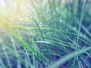Raindrops on the green grass/Raindrops on the green grass