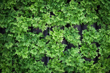 Green leaves wall background texture. The vertical gardening