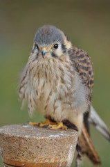 Buntfalke