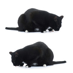 Sitting black cat isolated over the white background