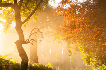 Bosque / Bosque con luz cálida de la tarde