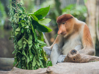 Fototapeta premium Fluffy Dutch monkey in a zoo of Singapore sits on a snag near a green bush
