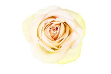Rose on white