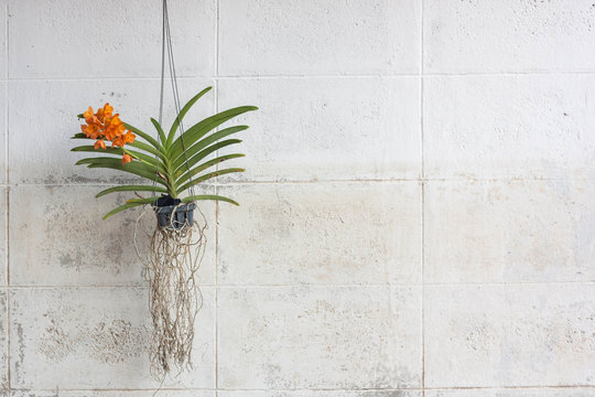 Fototapeta Orchids grown in plastic pots hanging on the walls.