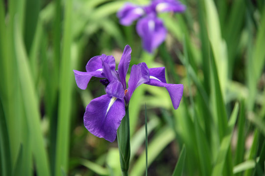 Iris d'eau bleu clair au Japon