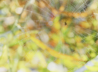 Spider in web on autumn color background