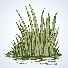 Green grass. Vector drawing