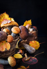 Wild forest edible mushrooms (boletus) in basket