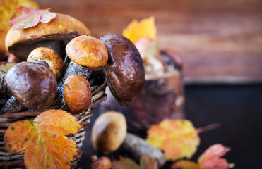 Wild forest edible mushrooms (boletus) in basket