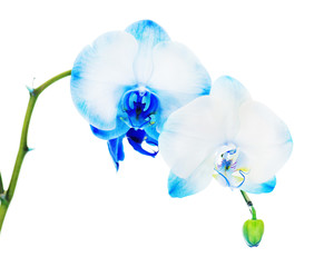 Real blue orchid arrangement centerpiece isolated on white background