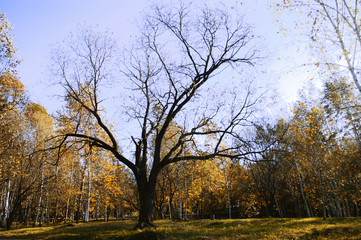 Fototapeta premium Дерево