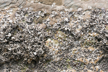 Many oyster shells embedded