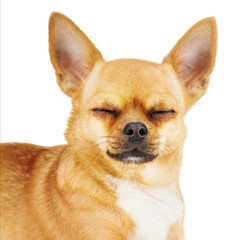 Red chihuahua dog with closed eyes isolated on white background.