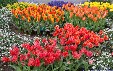 Flowers tulips in the Keukenhof park, Lisse. Holland.