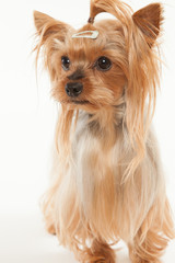 ヨークシャテリア