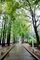 雨の日の遊歩道