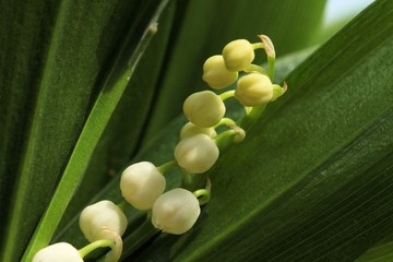 Obraz premium lily of the valley