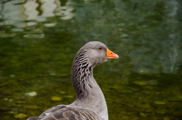 Oche di Scanno