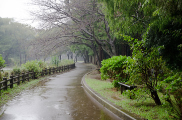 Obraz premium 雨の日の遊歩道