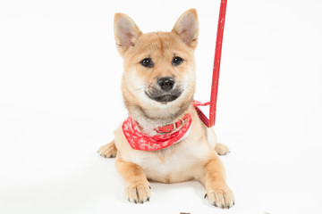 柴犬
