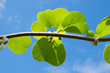 Kiwi fruit plant is budding with bright leaves Kerikeri New Zealand NZ