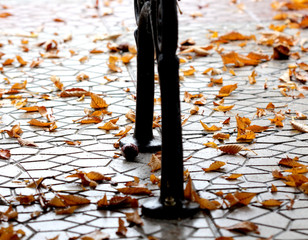 Orange Autumn Leaves .Season concept