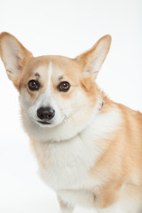 ウェルシュコーギー