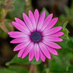 violet colored daisy closeup in the garden