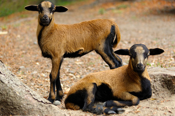 brown goats grazing in a field, sheep