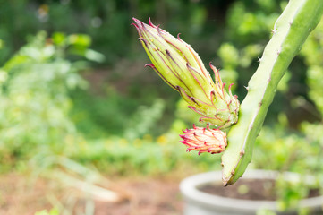 flower buds of dragon fruit on tree