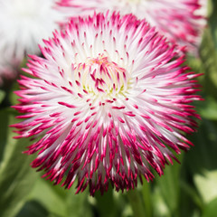 Rosa Bellis Perennis Gänseblümchen