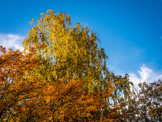 Hebstliche Baumwipfel