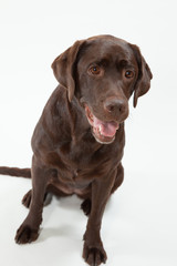 ラブラドールレトリーバー