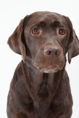 ラブラドールレトリーバー