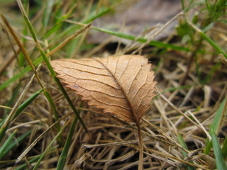 Beautiful autumn brown leaf among green grass/Beautiful autumn brown leaf among green grass