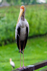 white stork sitting on bridge railings, ciconia, at rainy day.