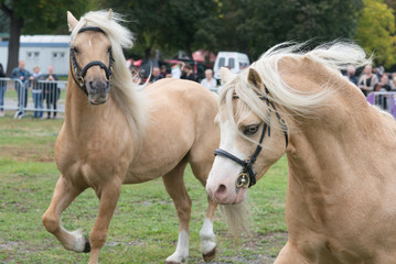 Two welsh pony cob palomino horse equestrian competition show background run play head face detail