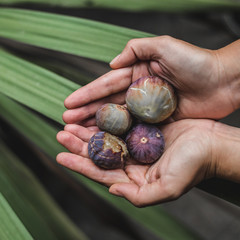 hands holding fresh fruit figs on green minimal background