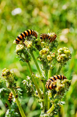 caterpillar of butterfly small tortoiseshell near warburg, germany