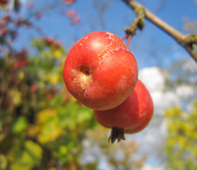 Beautiful red wild apples and blue sky/Beautiful red wild apples and blue sky