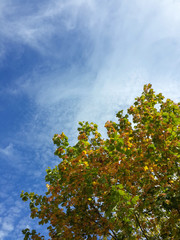 Beautiful tops of autumn trees and blue sky/Beautiful tops of autumn trees and blue sky