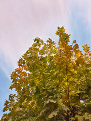 Beautiful tops of autumn trees and blue sky/Beautiful tops of autumn trees and blue sky