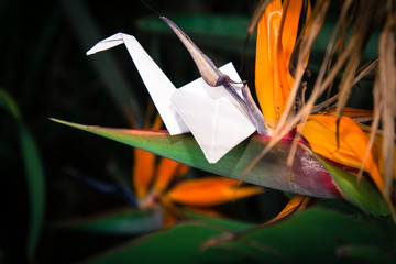 Origami crane in nature setting 