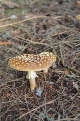 Königsfliegenpilz