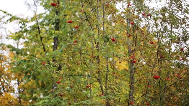 autumn forest with rowan tree and birds