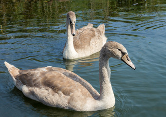 Swans